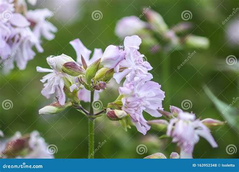 Saponaria officinalis (Bouncing Bet) .